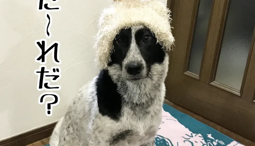 保護犬ふぅちゃん、お月見のうさ耳と磯活