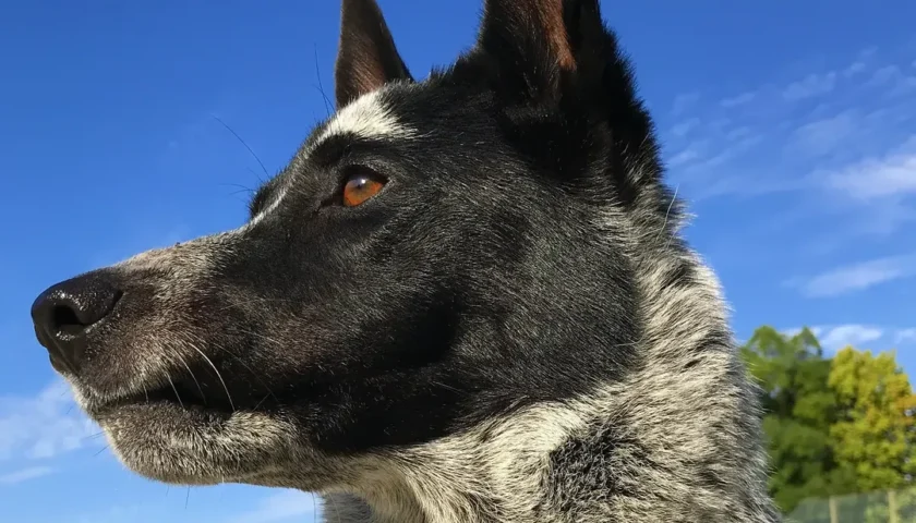 保護犬ふぅちゃん、シャキッとした横顔