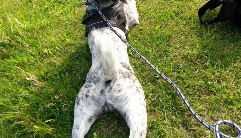 保護犬ふぅちゃん、雑種の選手権に応募