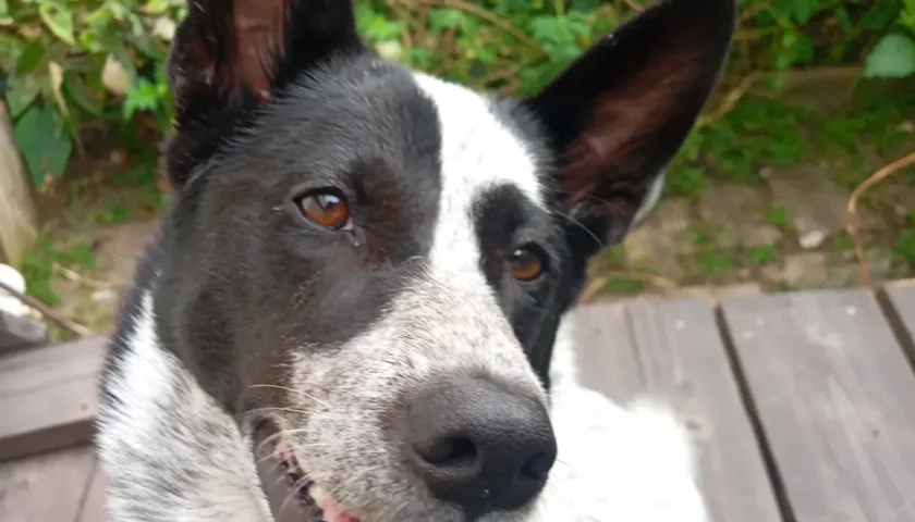 保護犬ふぅちゃん、優しい目をしているね