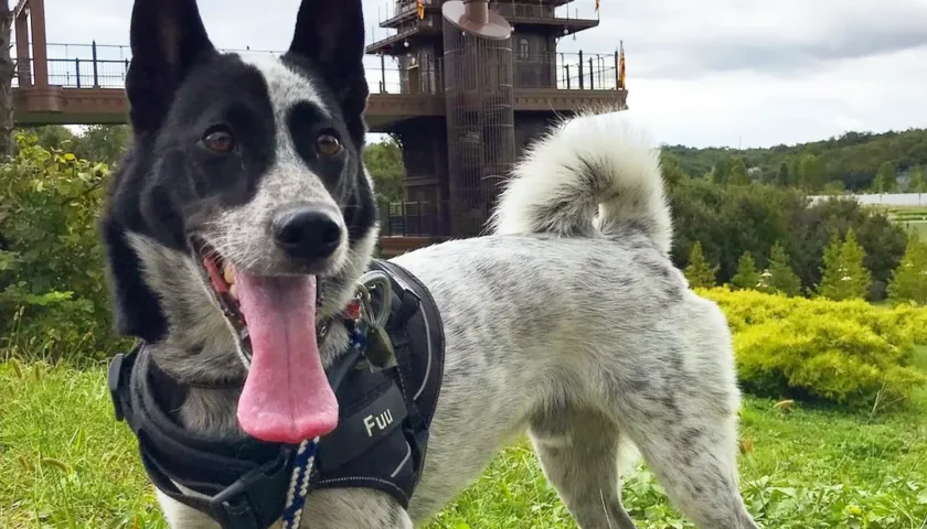保護犬ふぅちゃん、開園前のジブリパークをおさんぽ