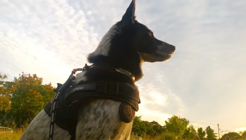 保護犬ふぅちゃん、黄昏れて夕陽を見つめるモデルさん