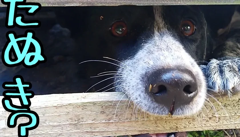 保護犬ふぅちゃん、またウッドデッキの下から出られない