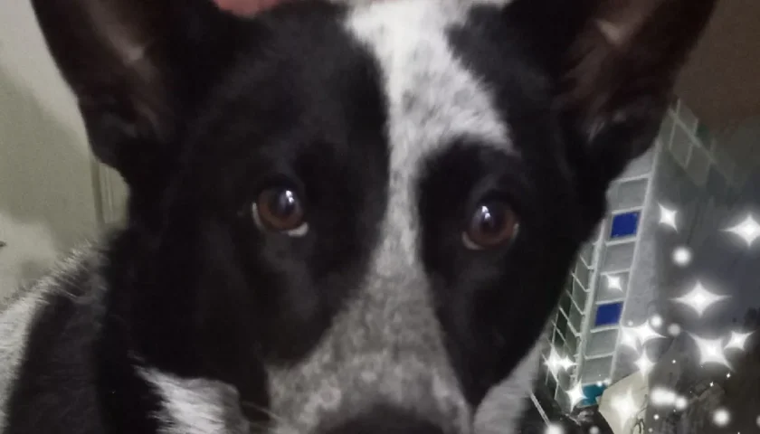 保護犬ふぅちゃん、おさんぽで年配の方に人気者
