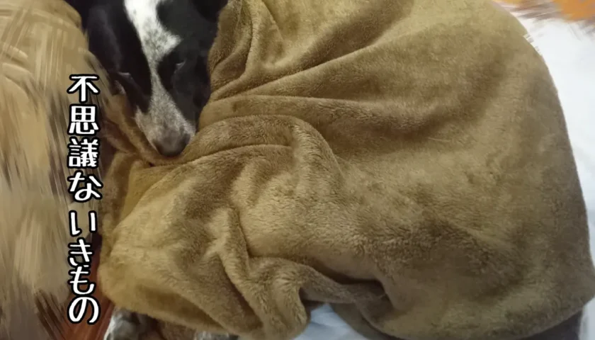 保護犬ふぅちゃん、冬になると現れる不思議ないきもの