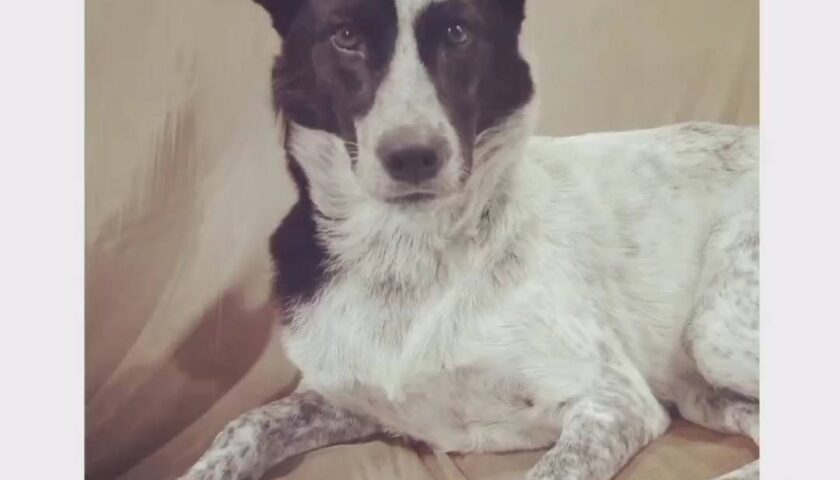 保護犬ふぅちゃん、写真館で撮ったみたいな一枚【動画】