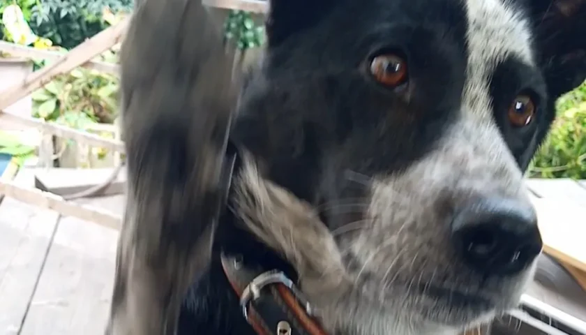 保護犬ふぅちゃん、焼き芋タイムで舌打ち？