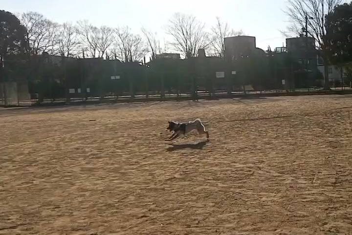 保護犬ふぅちゃん、おさんぽで幸せをもらう【動画】