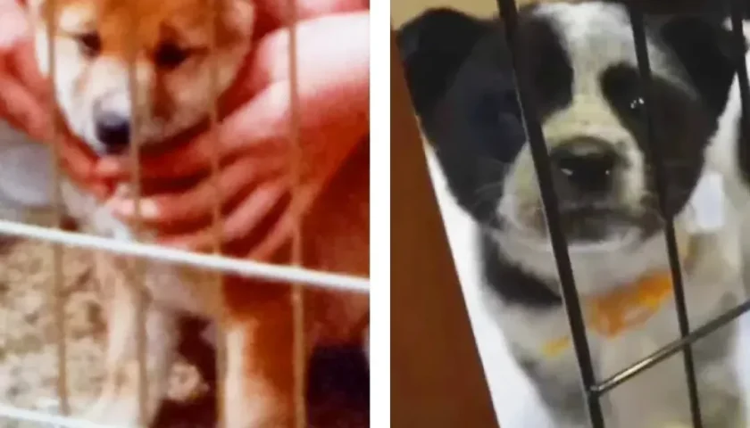保護犬ふぅちゃんと、実家にいた柴犬ゆいちゃん