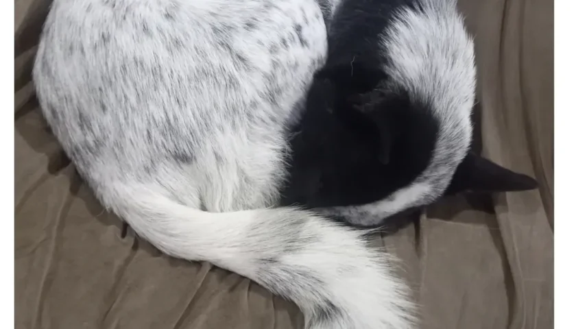 保護犬ふぅちゃん、寝てるだけ写真集