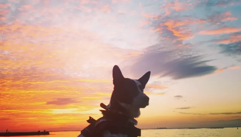 保護犬ふぅちゃん、いつかの夕焼け