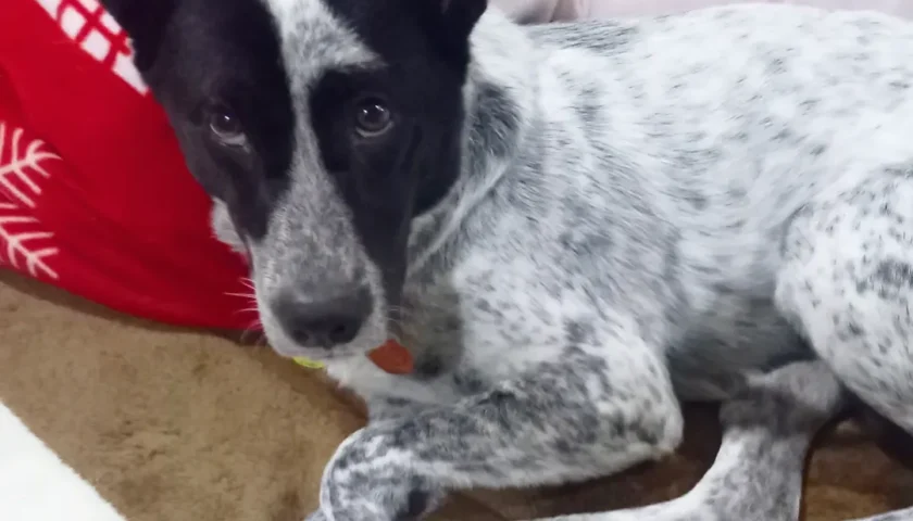 保護犬ふぅちゃん、ひざの上で至福の半目寝顔