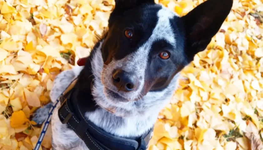 保護犬ふぅちゃん、鮮やかな紅葉のおさんぽ道