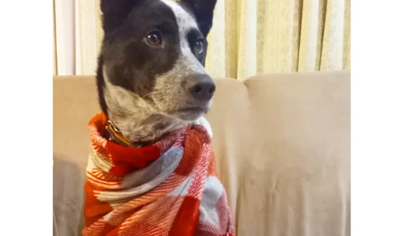 保護犬ふぅちゃん、横で寝るもさもさの存在感