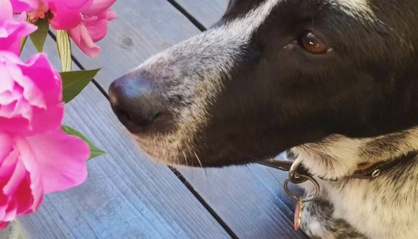 保護犬ふぅちゃん、芍薬の咲くお庭でランチ