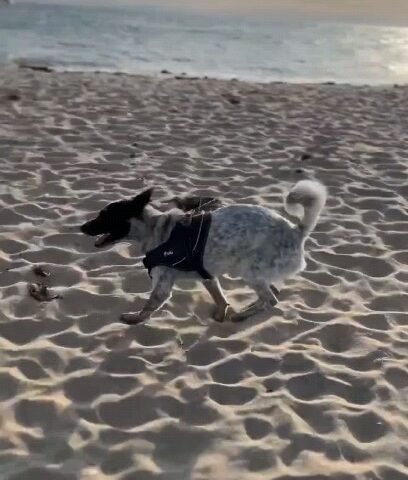 保護犬ふぅちゃん、砂浜で撮影隊と競走【動画】