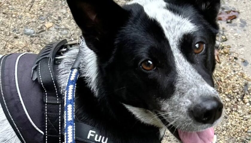 保護犬ふぅちゃん、人のいない岩屋堂で滝を見に