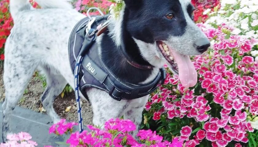 保護犬ふぅちゃん、名城公園のお花畑と名古屋城