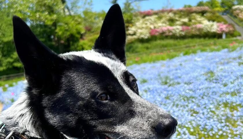 保護犬ふぅちゃん、偶然見つけたネモフィラ畑