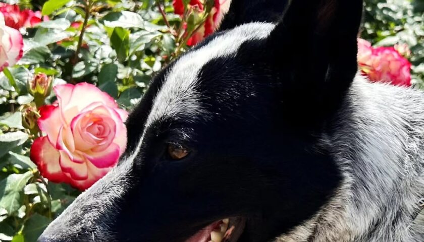 保護犬ふぅちゃん、刈谷市ミササガパークのバラ