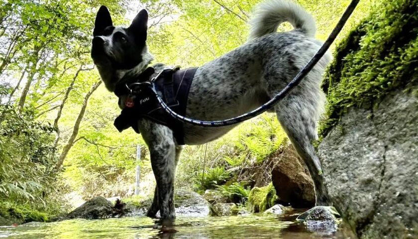 保護犬ふぅちゃん、木漏れ日の山でズルっと水に