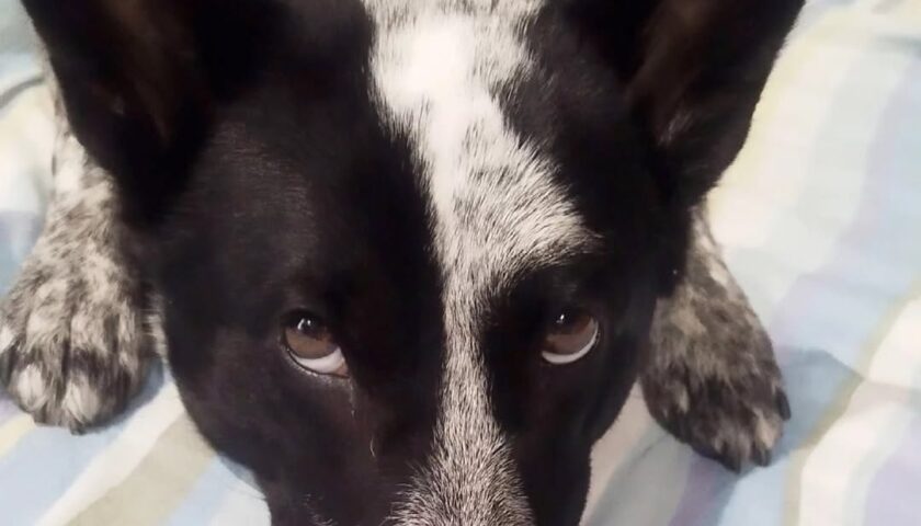 保護犬ふぅちゃん、雨でおさんぽに行けない目