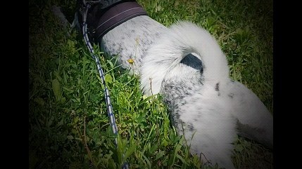 保護犬ふぅちゃん、お鼻ゴシゴシほふく前進【動画】