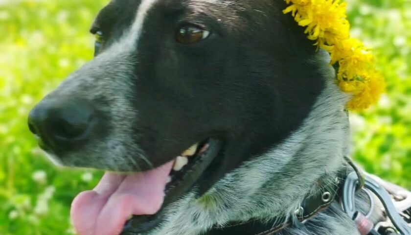 保護犬ふぅちゃん、黄色い花冠をのせてくれた
