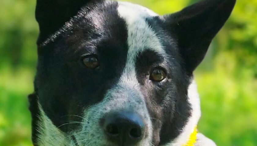 保護犬ふぅちゃん、たんぽぽネックレスと実家の梅
