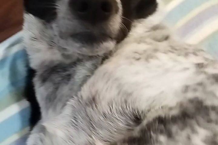 保護犬ふぅちゃん、息子との夜のナデナデタイム【動画】