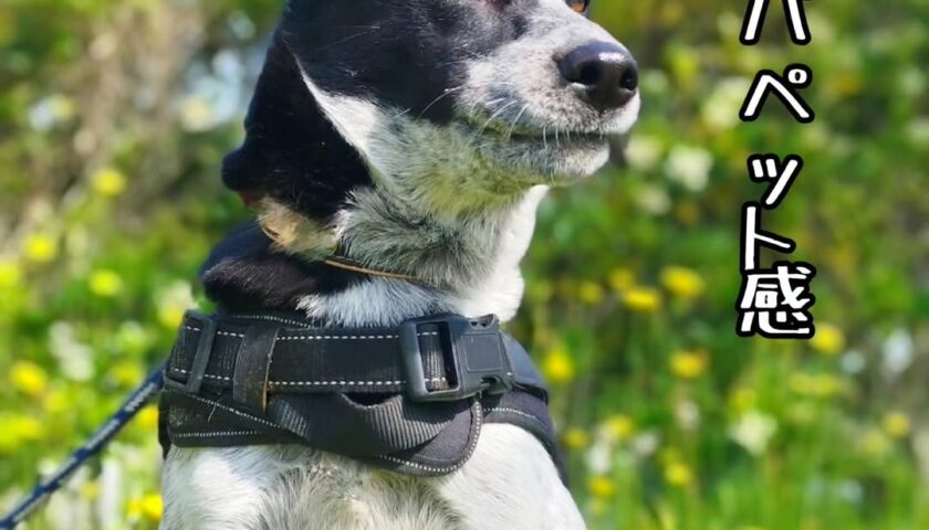 保護犬ふぅちゃん、暑い日にパペットみたいな口元