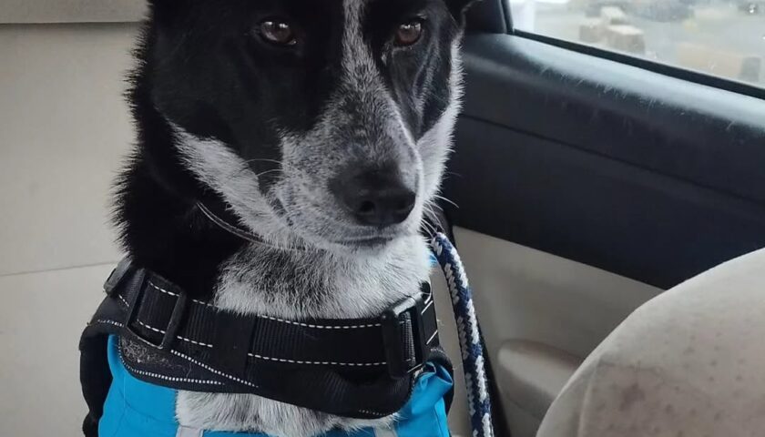 保護犬ふぅちゃん、雨上がりのレインコートと車での固まり顔