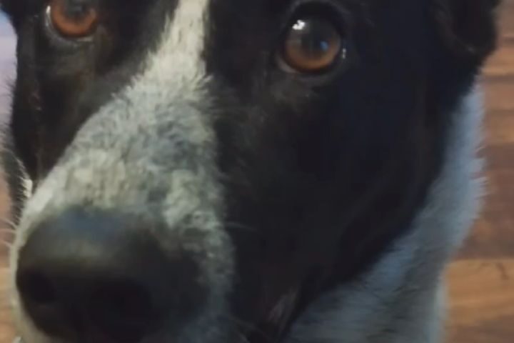 保護犬ふぅちゃん、我が家のアイドルはニコニコ【動画】