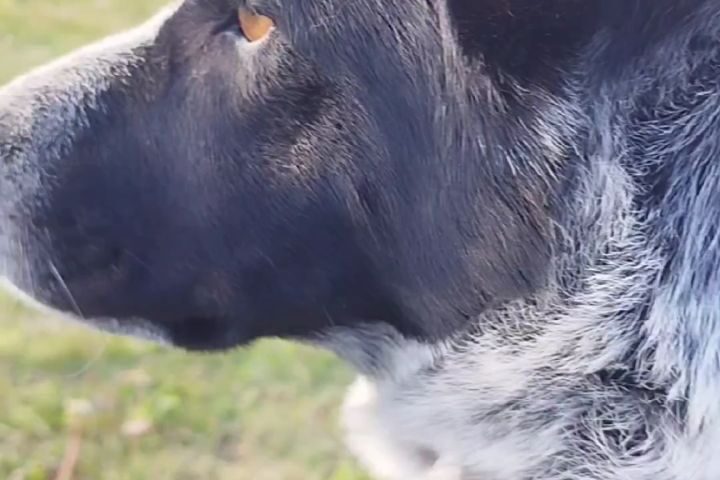 保護犬ふぅちゃん、親バカが語る好きな柄【動画】