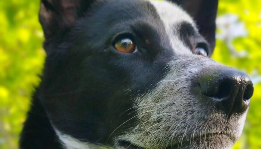 保護犬ふぅちゃん、おひさまキラキラのきれいな目