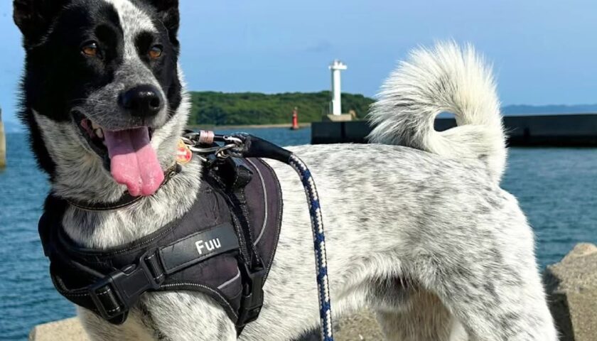 保護犬ふぅちゃん、セントレア近くの砂浜でベロ長め