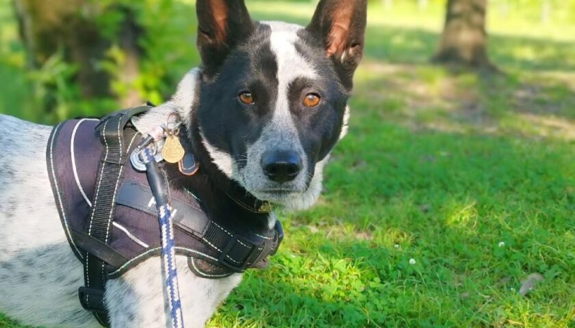 保護犬ふぅちゃん、緑の中とお腹の不調で病院へ