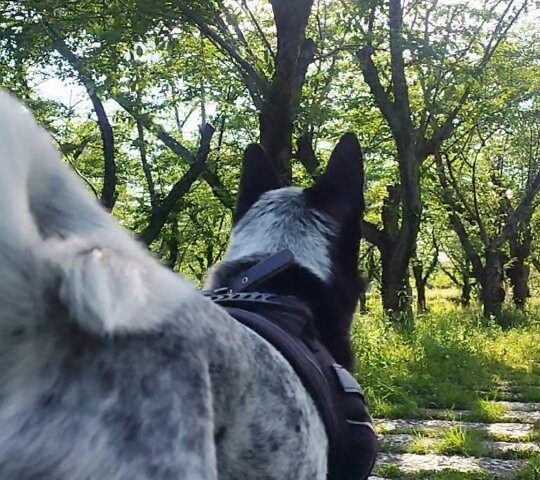 保護犬ふぅちゃんと見た景色をずっと心に【動画】