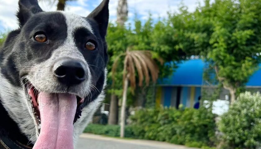 保護犬ふぅちゃん、衣浦海底トンネルを歩く