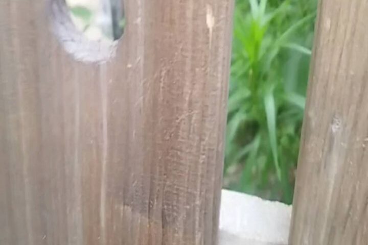保護犬ふぅちゃん、肉球型の穴からこんにちは