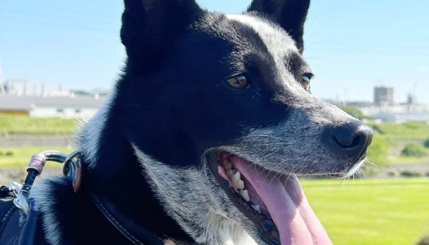 保護犬ふぅちゃん、雨上がりの川沿いとドーナツしっぽ