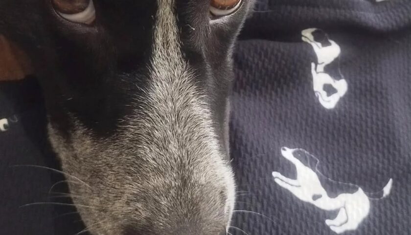 保護犬ふぅちゃん似の白黒犬グッズ探し