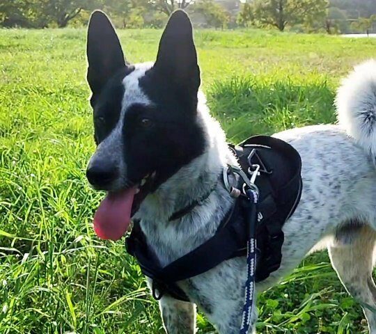 保護犬ふぅちゃん、草むらの中に何がいた？【動画】