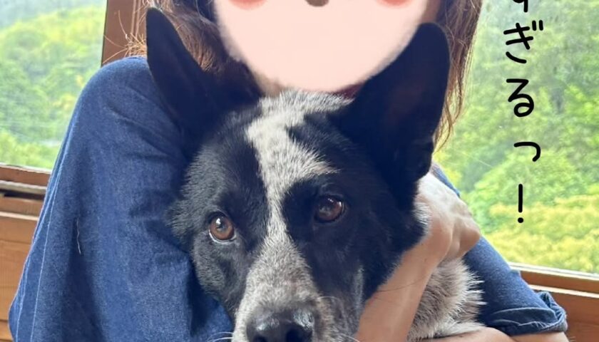 保護犬ふぅちゃん、未公開写真とドライブ中の顔