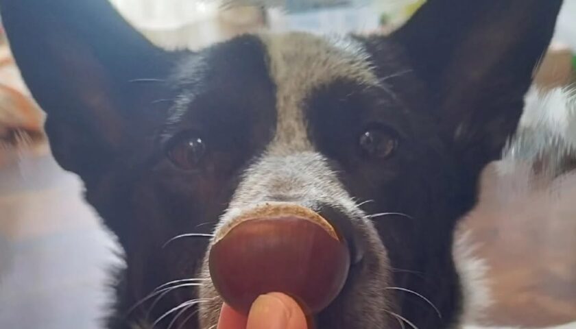 保護犬ふぅちゃん、栗のイガと闘う