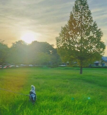 保護犬ふぅちゃん、お彼岸に咲く彼岸花と金色の夕陽【動画】