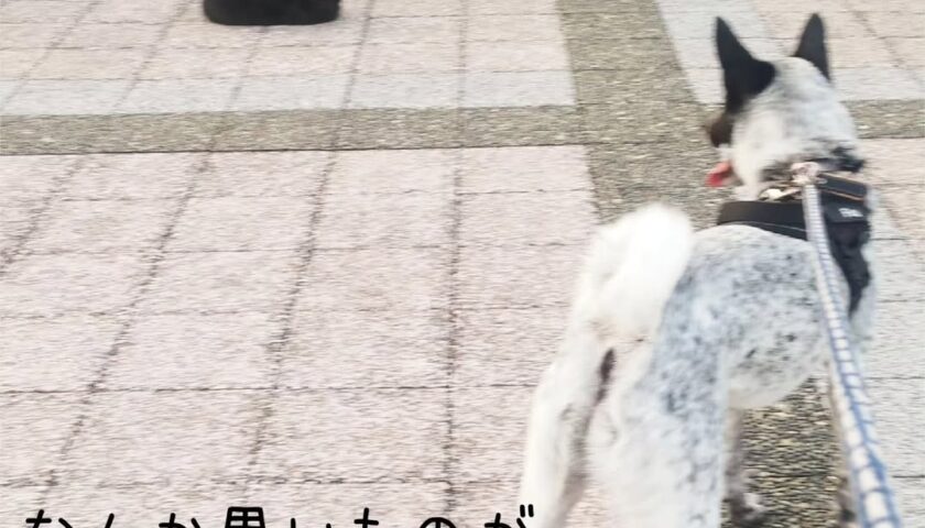 保護犬ふぅちゃん、猫さんに完敗