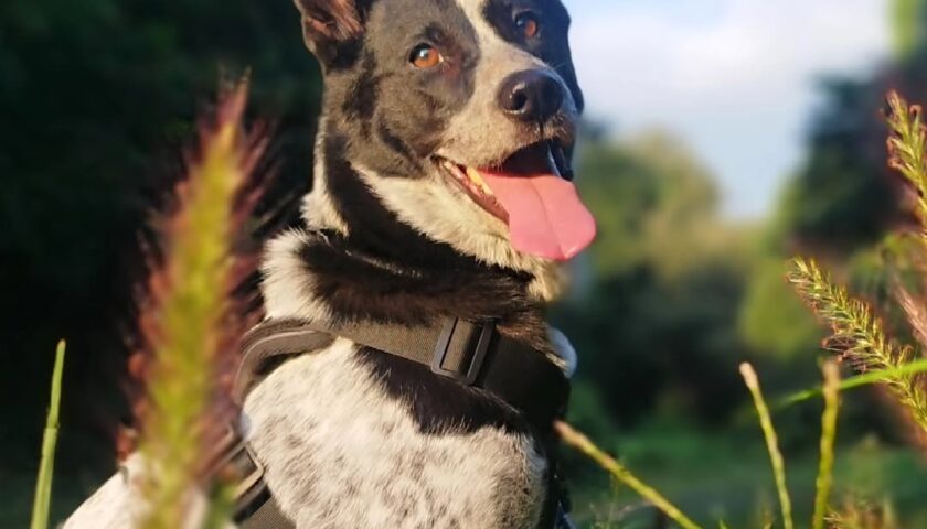保護犬ふぅちゃん、お月見前にパンパスグラスへ