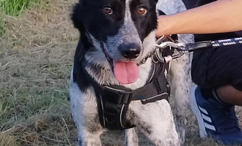 保護犬ふぅちゃん、夕方のおさんぽと動物愛護センター