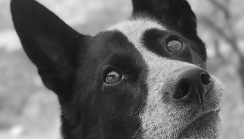 保護犬ふぅちゃん、モノクロで撮ってみた